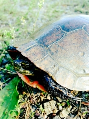 11351162_10153421147499393_1792264231268982020_n